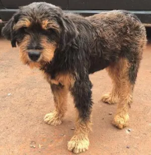 Cachorro raça Mestiço idade  nome Encontrado