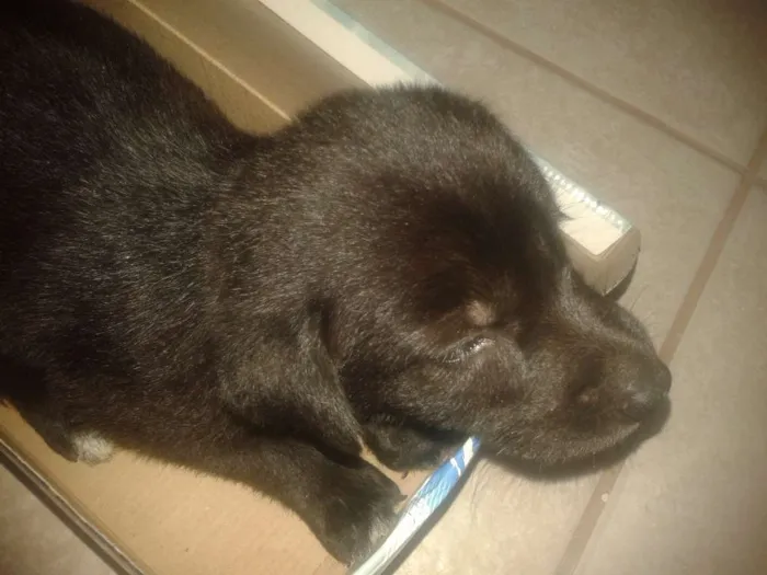 Cachorro ra a Labrador (+ou-) idade 2 a 6 meses nome Xena