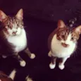 Thor e Loki