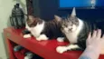 Thor e Loki