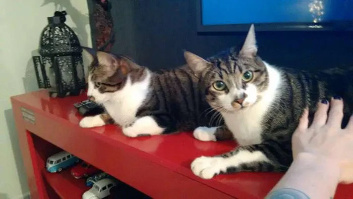 Gato ra a Vira lata idade 2 anos nome Thor e Loki
