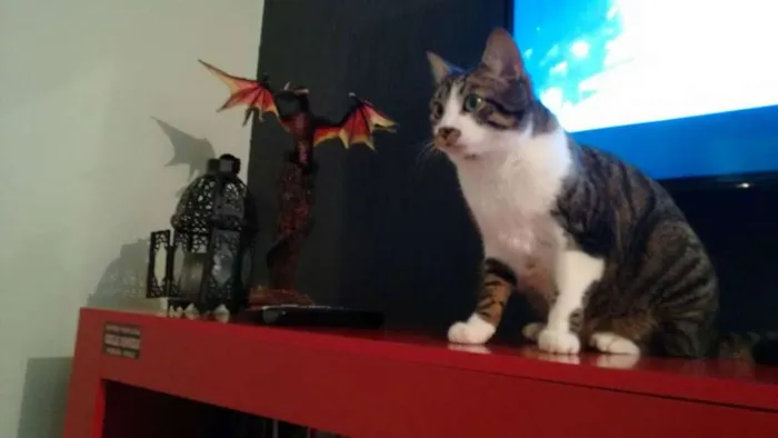 Gato ra a Vira lata idade 2 anos nome Thor e Loki