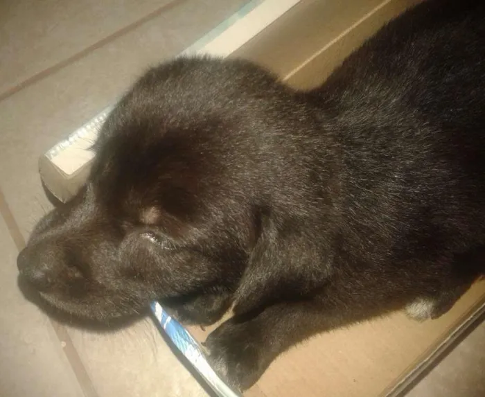 Cachorro ra a Labrador (+ou-) idade 2 a 6 meses nome Xena