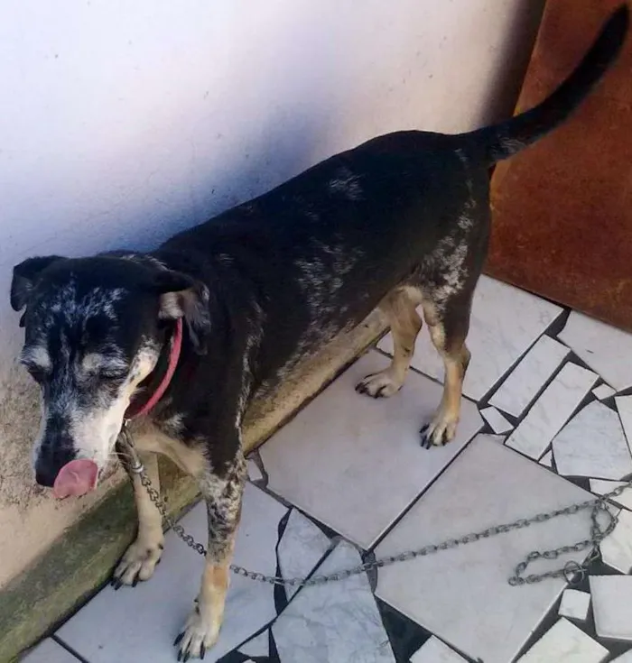 Cachorro ra a SRD idade 6 ou mais anos nome cassia