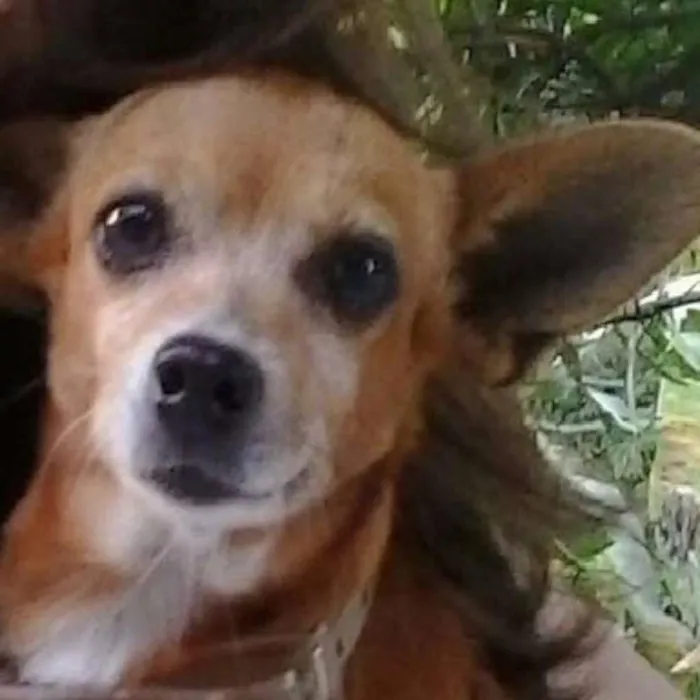 Cachorro ra a Mestiço Pinscher idade 6 ou mais anos nome Babi