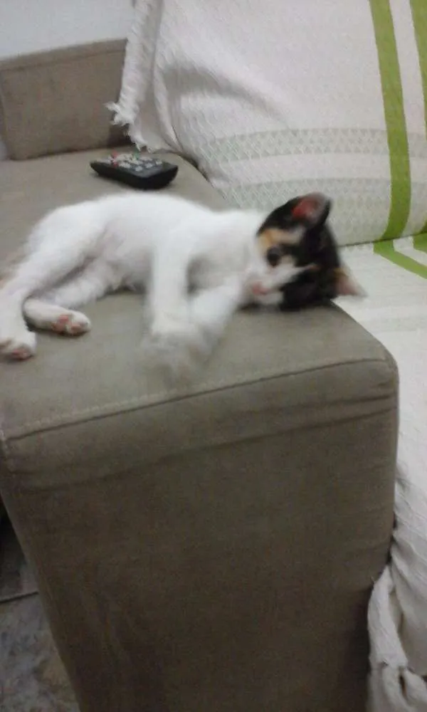Gato ra a raça indefinida  idade 2 a 6 meses nome SEM NOME