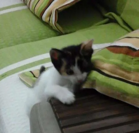 Gato ra a raça indefinida  idade 2 a 6 meses nome SEM NOME