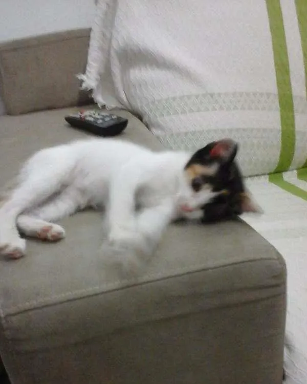 Gato ra a raça indefinida  idade 2 a 6 meses nome SEM NOME