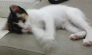 Gato raça raça indefinida  idade 2 a 6 meses nome SEM NOME