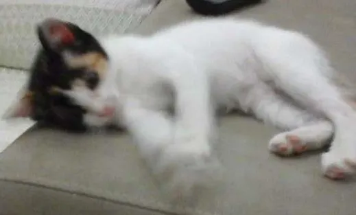Gato ra a raça indefinida  idade 2 a 6 meses nome SEM NOME