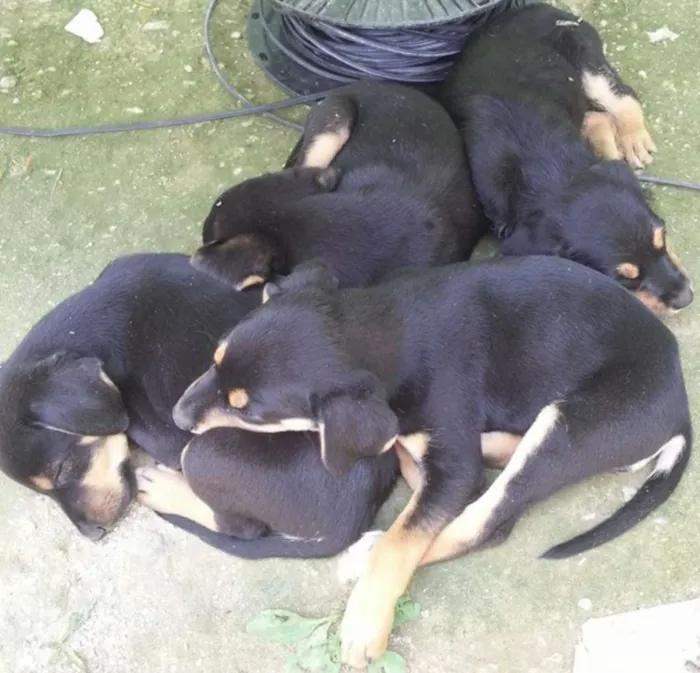 Cachorro ra a Não sei idade 2 a 6 meses nome sem nomes