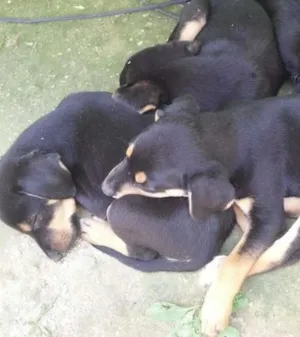Cachorro raça Não sei idade 2 a 6 meses nome sem nomes