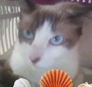 Gato raça Siamês idade 7 a 11 meses nome Princesa