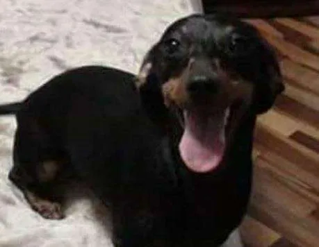 Cachorro ra a Dashund idade 6 ou mais anos nome Puppy