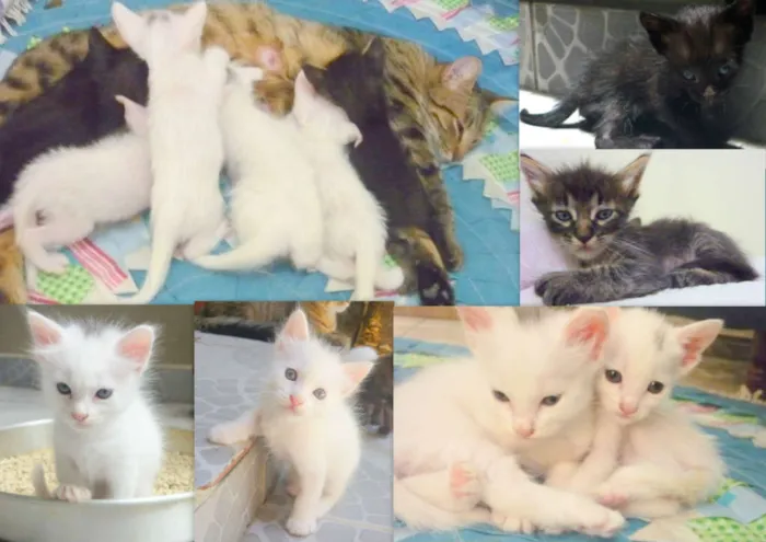 Gato ra a idade Abaixo de 2 meses nome Sem nomes