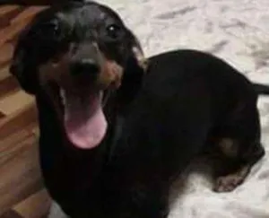 Cachorro raça Dashund idade 6 ou mais anos nome Puppy