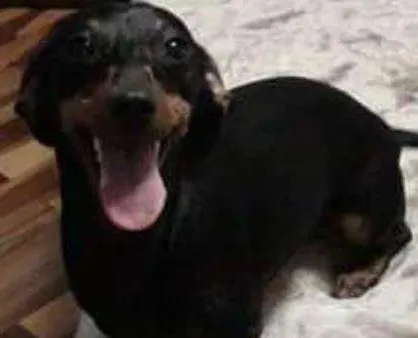 Cachorro ra a Dashund idade 6 ou mais anos nome Puppy