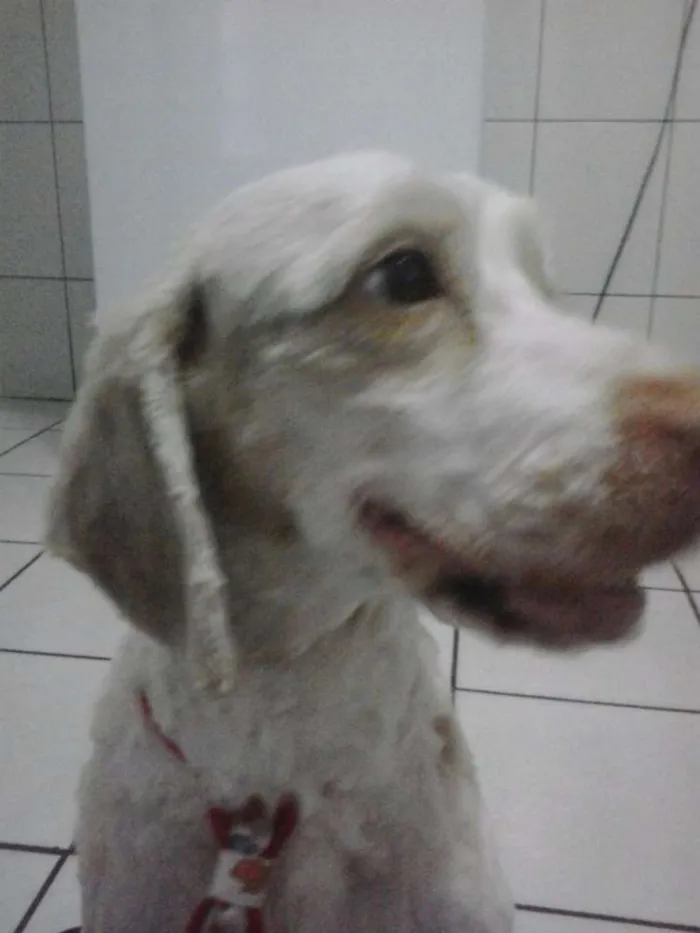 Cachorro ra a cocker com puddle idade 5 anos nome Max