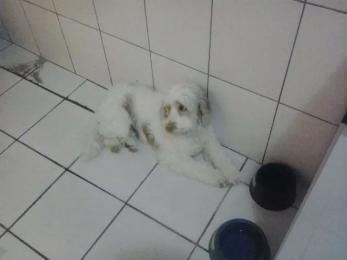 Cachorro ra a cocker com puddle idade 5 anos nome Max