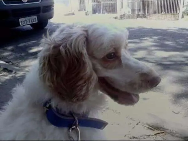 Cachorro ra a cocker com puddle idade 5 anos nome Max
