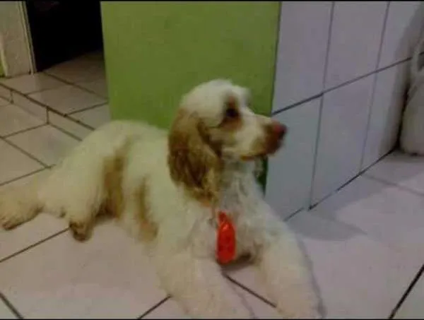 Cachorro ra a cocker com puddle idade 5 anos nome Max