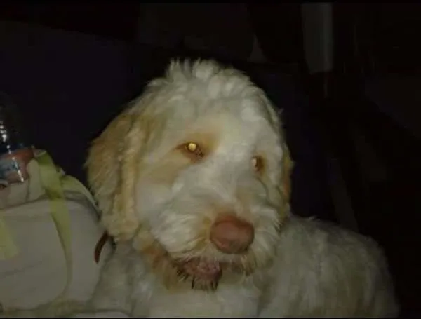 Cachorro ra a cocker com puddle idade 5 anos nome Max