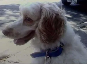 Cachorro raça cocker com puddle idade 5 anos nome Max