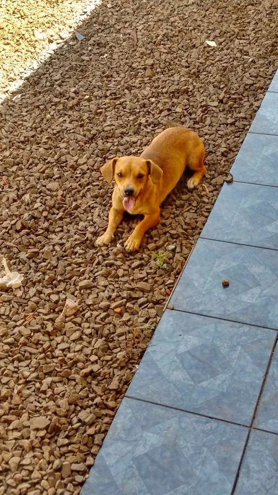 Cachorro ra a VIRA LATA idade 1 ano nome DARA e LILICA