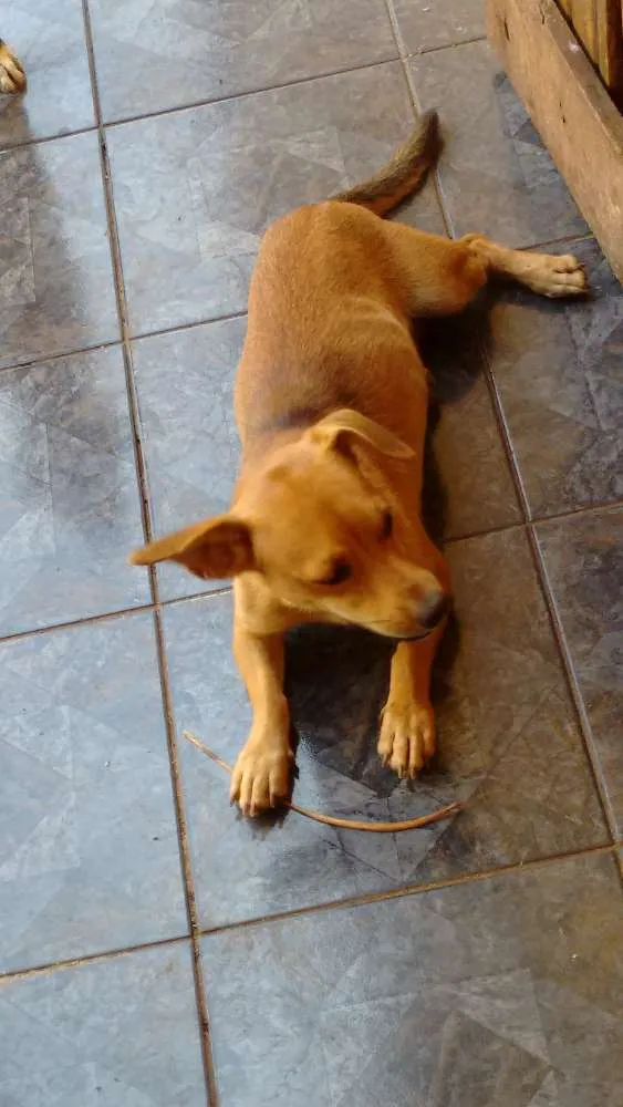 Cachorro ra a VIRA LATA idade 1 ano nome DARA e LILICA