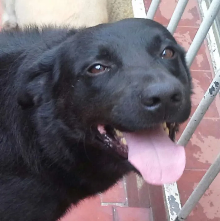 Cachorro ra a Labrador idade 3 anos nome Sirius Black
