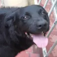 Sirius Black