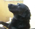 Sirius Black