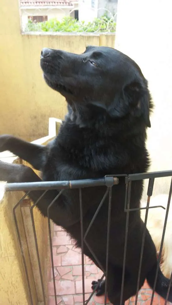 Cachorro ra a Labrador idade 3 anos nome Sirius Black