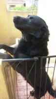 Sirius Black