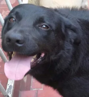 Cachorro raça Labrador idade 3 anos nome Sirius Black