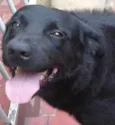 Sirius Black