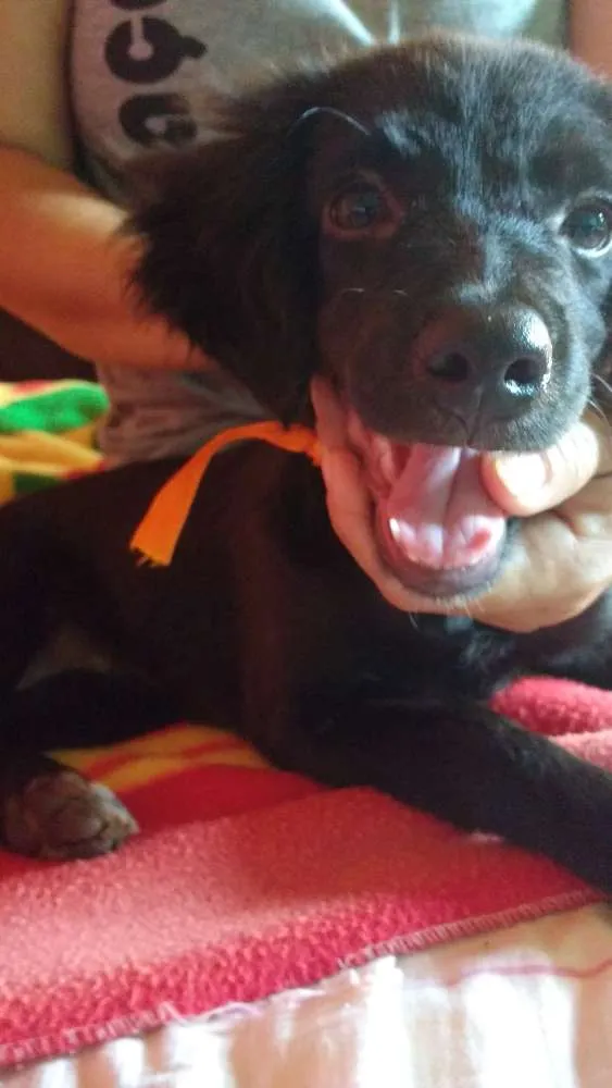 Cachorro ra a Poodle com Viralata idade 2 a 6 meses nome Não tem