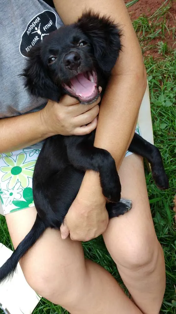 Cachorro ra a Poodle com Viralata idade 2 a 6 meses nome Não tem