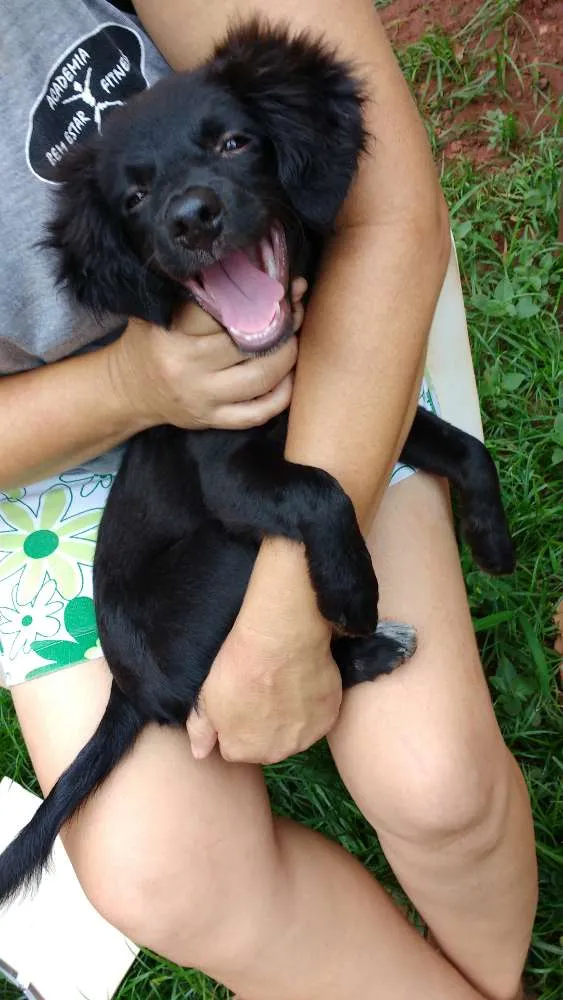 Cachorro ra a Poodle com Viralata idade 2 a 6 meses nome Não tem