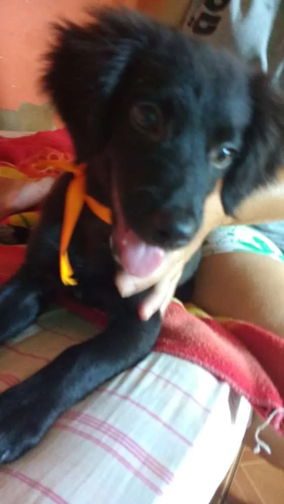 Cachorro ra a Poodle com Viralata idade 2 a 6 meses nome Não tem