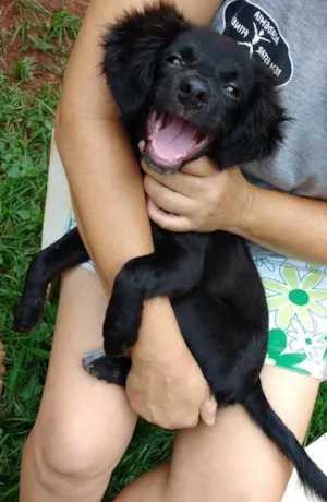 Cachorro raça Poodle com Viralata idade 2 a 6 meses nome Não tem