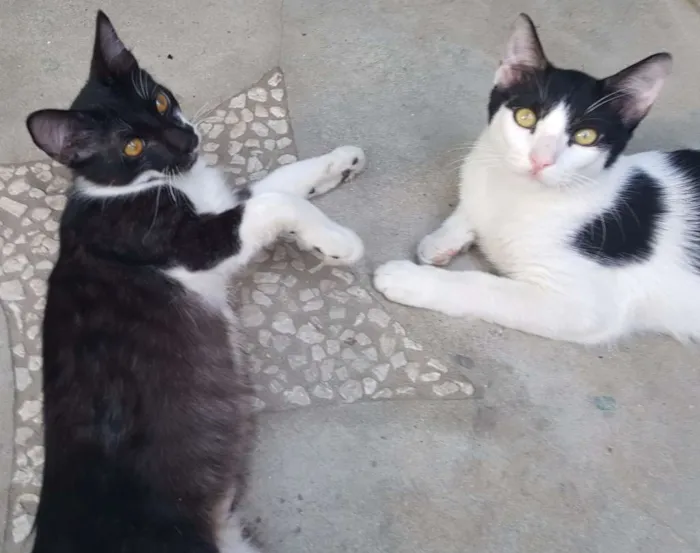 Gato ra a SRD idade 2 a 6 meses nome Nicolau e Ludovico