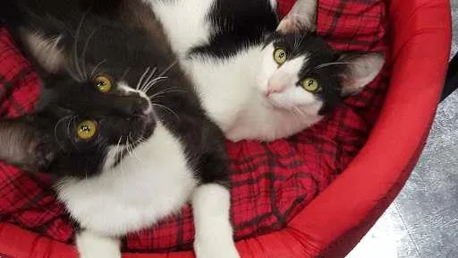 Gato ra a SRD idade 2 a 6 meses nome Nicolau e Ludovico