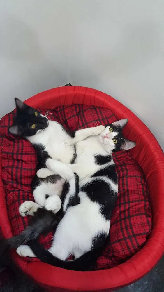Gato ra a SRD idade 2 a 6 meses nome Nicolau e Ludovico