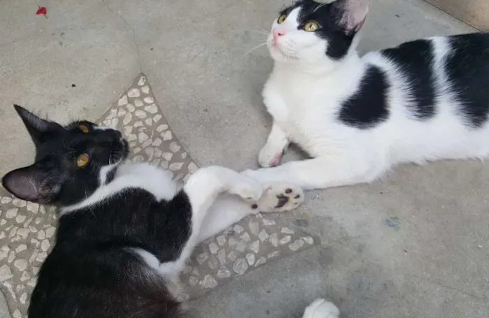 Gato ra a SRD idade 2 a 6 meses nome Nicolau e Ludovico