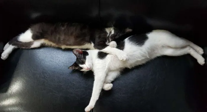 Gato ra a SRD idade 2 a 6 meses nome Nicolau e Ludovico