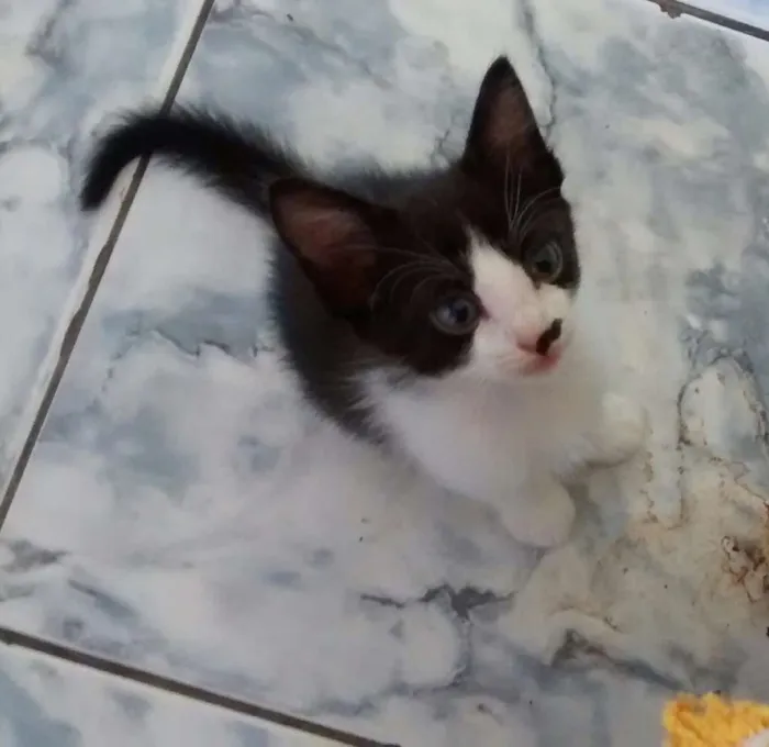 Gato ra a Viralata idade Abaixo de 2 meses nome Regina