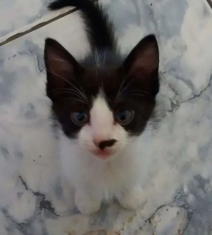 Gato ra a Viralata idade Abaixo de 2 meses nome Regina