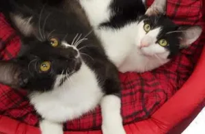 Gato raça SRD idade 2 a 6 meses nome Nicolau e Ludovico