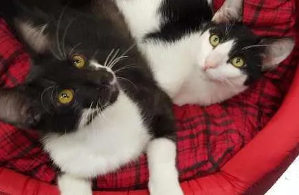 Gato ra a SRD idade 2 a 6 meses nome Nicolau e Ludovico